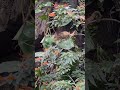 Cute chameleon