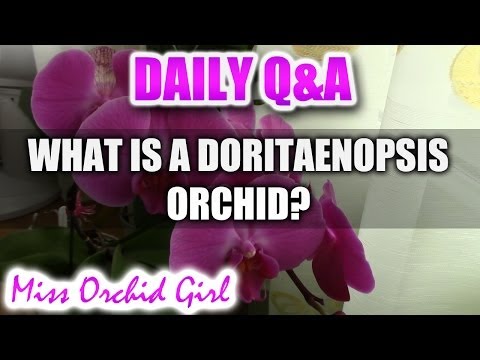 Video: Wat is het verschil tussen een orchidee en een phalaenopsis: vergelijk en evalueer