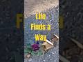 Where Have All the Flowers Gone   This song was anti-war and very famous