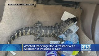 'I Was Watching It For A Friend': Redding Man Arrested After Police Find Alligator In Passenger Seat
