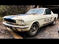 1965 Shelby GT350 Mustang Found and Rescued! Must Watch!