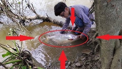 CÂU CÁ TRA KHỔNG LỒ SÔNG VÀM CỎ TÂY LONG AN | HUYNH KHOA FISHING