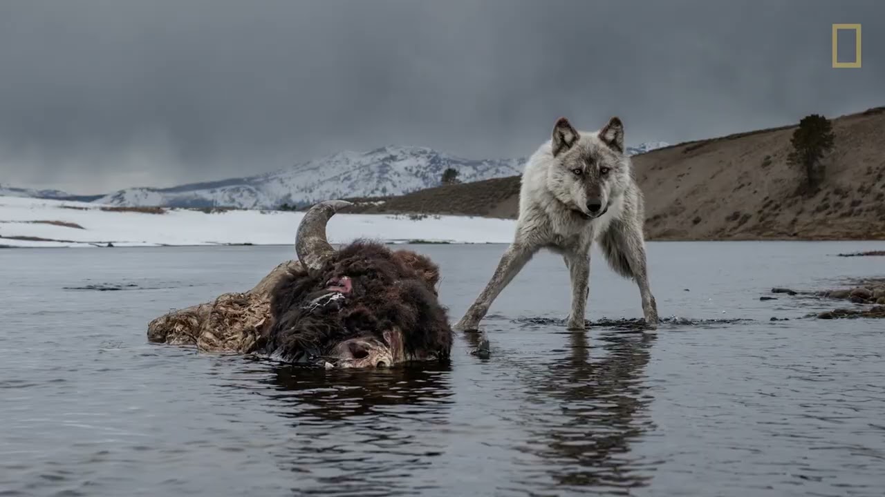 Wolves: Photography by Ronan Donovan