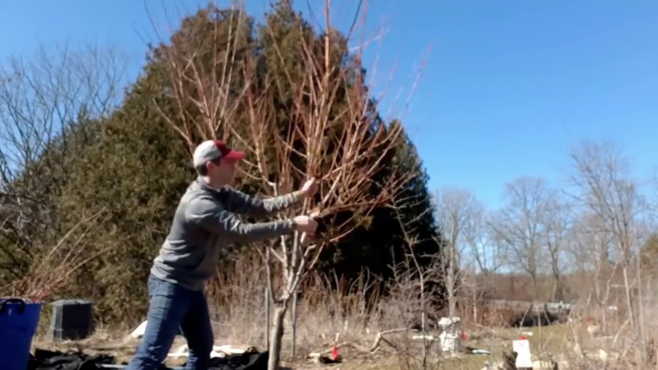 Pruning techniques and tips - bonus clip, another tree - YouTube