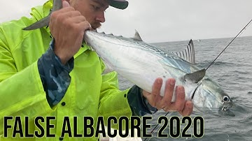 False Albacore on the fly 2020 - Fly Fishing for Albies