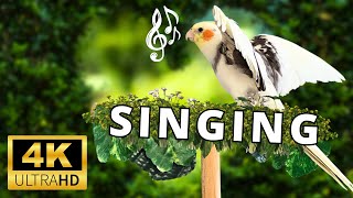 Happy cockatiel singing in nature 🦜🌿 💚