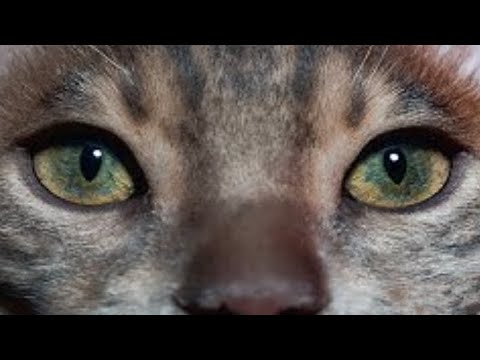 Video: Die Heilkraft des Schnurrens einer Katze