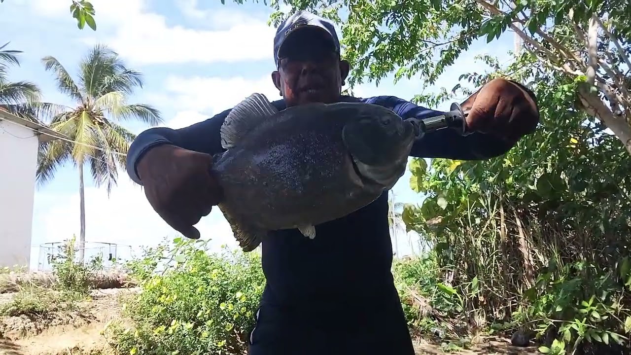 HOJE DEU UMA  PIRANHA BONITA NA VARA DE MOLINETE 🎣