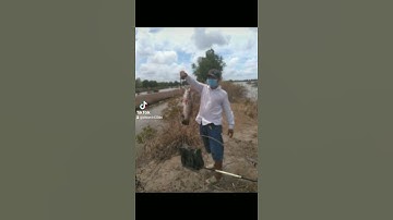 về đầm dơi câu cá chẻm vuông thằng bạn