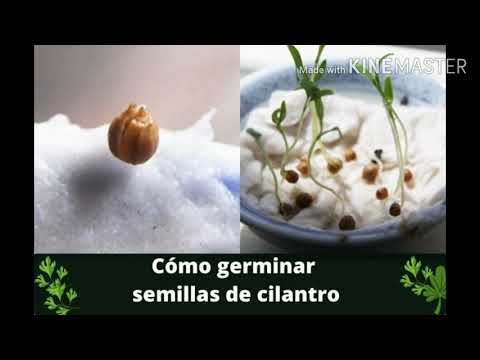 HOW TO GERMINATE CORIANDER SEEDS