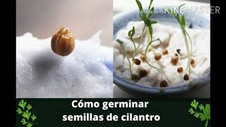 Como Germinar Semillas De Cilantro