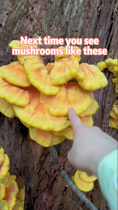 I found so many mushrooms that taste like chicken 🐔