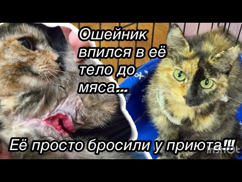 Ошейник впился в её тело до мяса... Её просто бросили у приюта!!!