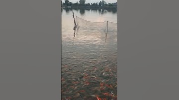 trại cá giống tỉnh Lâm Đồng sđt 0344556465 gặp Mr Hải