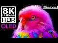 Ultra-Bright Animal Life | 8K HDR 120fps Dolby Vision | OLED Test