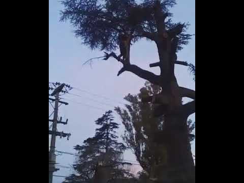 Video: Cuidado del cedro azul del atlas: guía para plantar un árbol de cedro azul del atlas