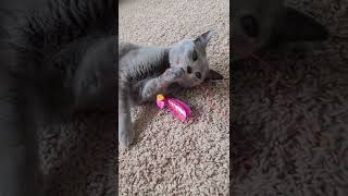 After Hunting In The Morning Qme