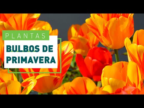 Video: ¿Puedo plantar tulipanes florecidos en primavera?