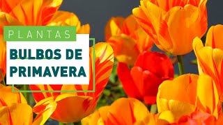 Cómo plantar florecen en primavera | - YouTube