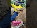 They don't Wana Help, follow or subscribe, simply because I'm standing for poor lives 💔😢@dogs