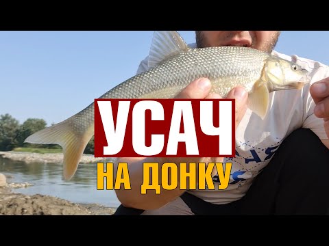 Ловля усача на донку. Приманка для ловли Кавказского усача