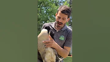 Canadian Goose Rescue