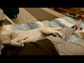 犬猫を起こさないことが飼い主の使命