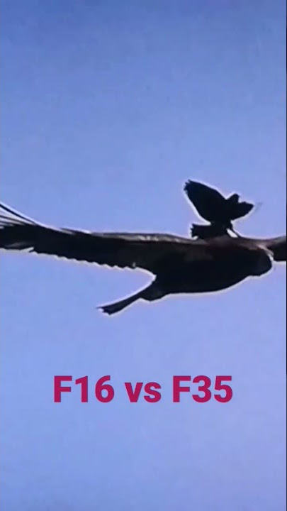 The eagle and the crow