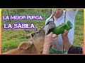 PREPARACION Y APLICACIÓN DE LA SABILA FACIL, EFICIENTE, ECONOMICO. #animallover