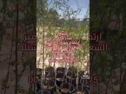 سدر محلي للبيع الامارات العين