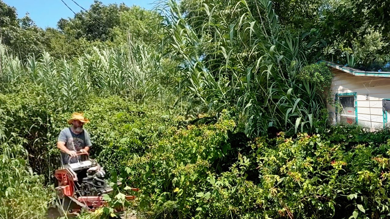 «Я раскрыл шокирующую правду об этом заросшем участке»
