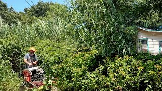 картинка: «Я раскрыл шокирующую правду об этом заросшем участке»