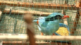 BURUNG EKEK KELING - Suara Engkek Keling Jantan