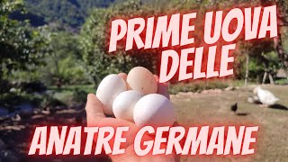 prime uova delle giovani anatre germane