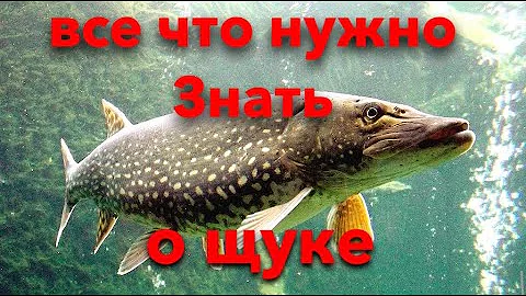 Все что нужно знать о щуке | нерест щуки | среда обитания | как ловить щуку | самцы и самки