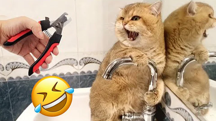 Watch the video about New Funny Animals 2024 🐈🐕 #Funniest Cutest Cats and Dogs🐱😻🐶 Part 62