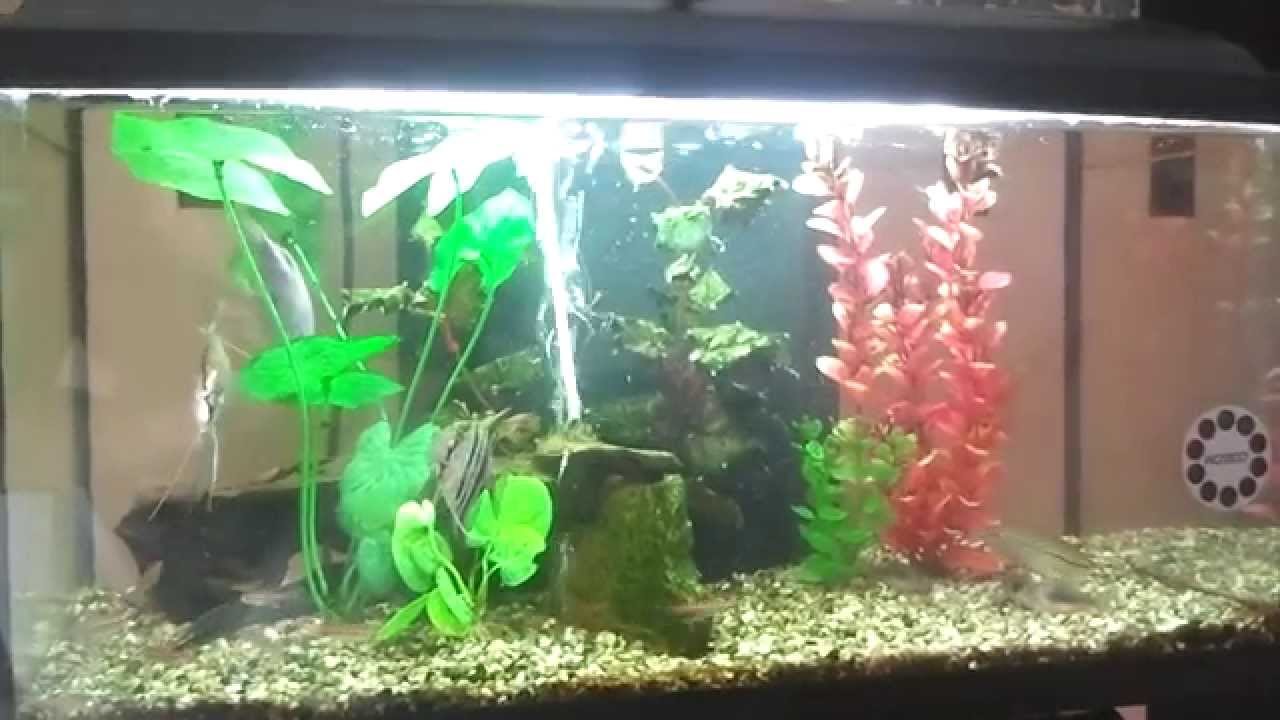 Il mio acquario da 60 Litri - YouTube