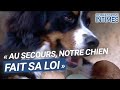 Quand mon chien prend le contrôle 🐶 : découvrez ses moments de chef !