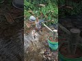 Simples e prático! Rodas d'água caseiras por riachos rurais podem facilmente bombear águ sem dinheir