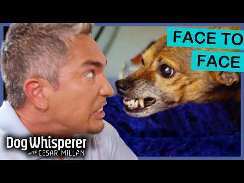 كلب سلوقي إيطالي عدواني يعض لحماية ألعابه هامس الكلاب مع سيزار ميلان