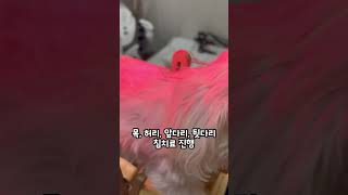 강아지 디스크 침치료