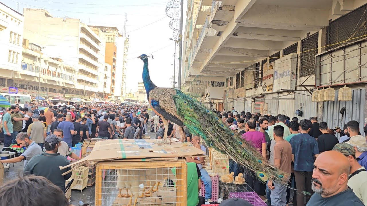 سوق الغزل يوم الجمعة انواع الحيوانات والطيور مع الأسعار 25 يوليو 2025
