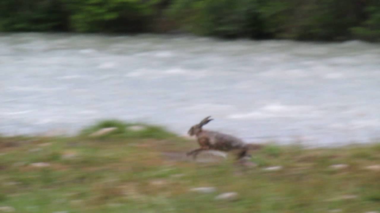 Заяц переплывает реку - YouTube