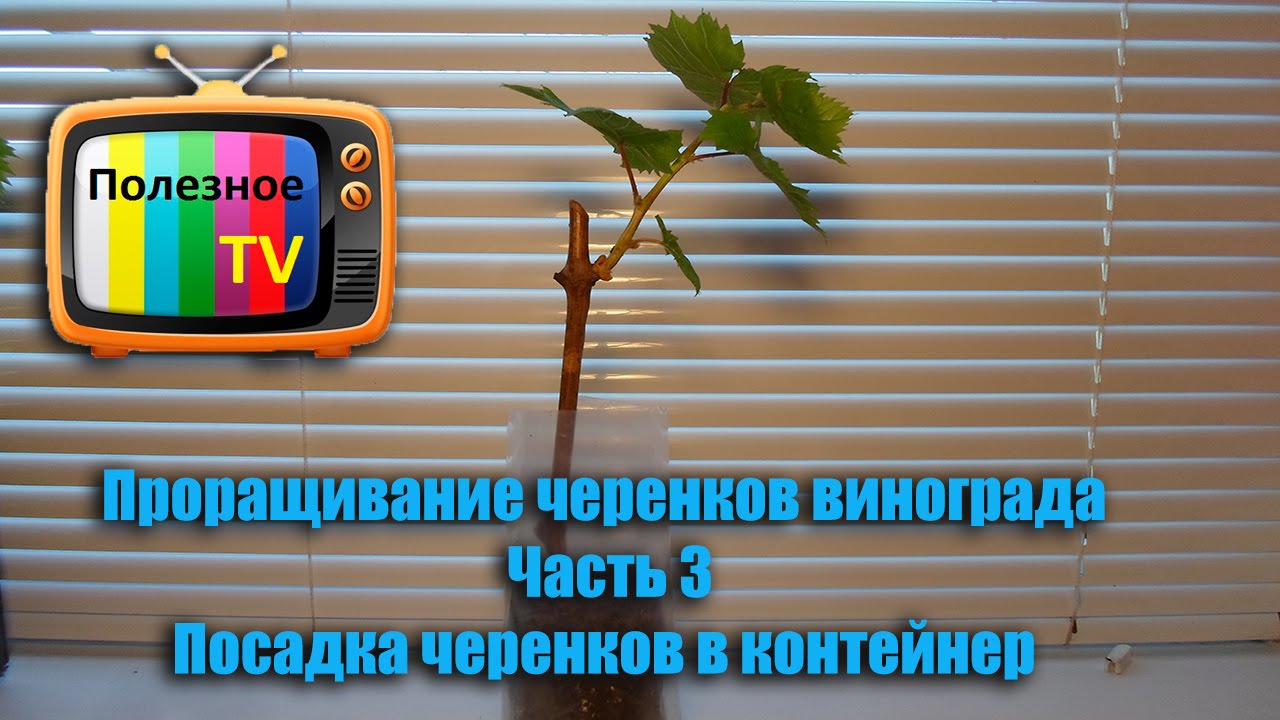 Проращивание черенков винограда Часть 3. Посадка черенков в контейнер (пакет)