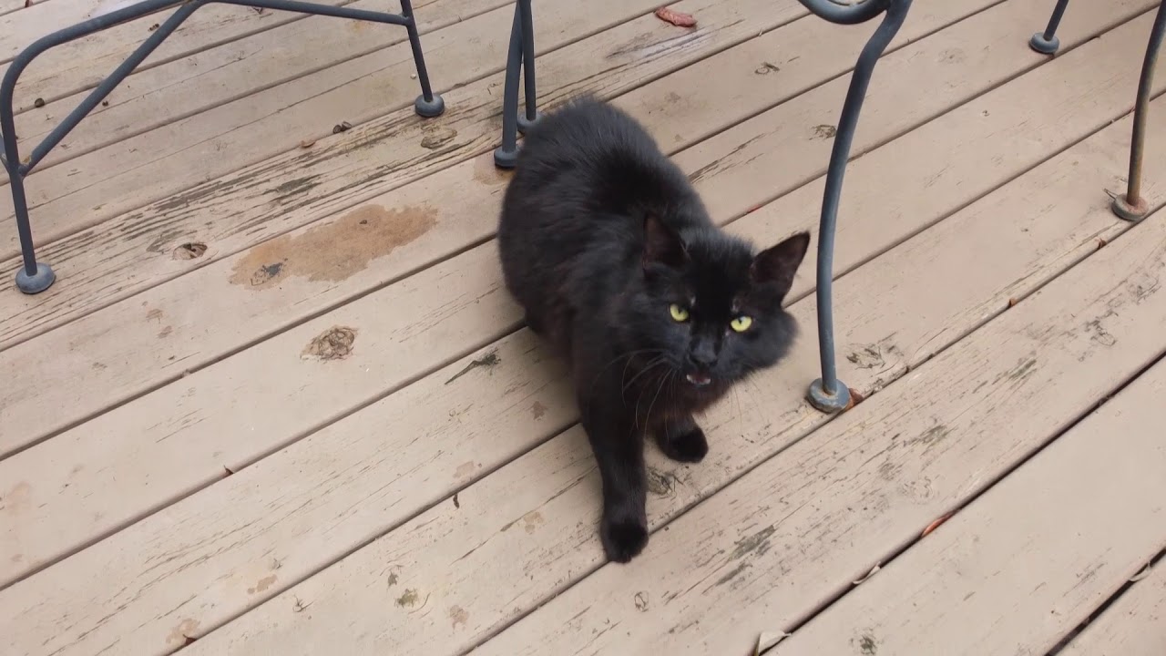 Drone vs. Cat YouTube