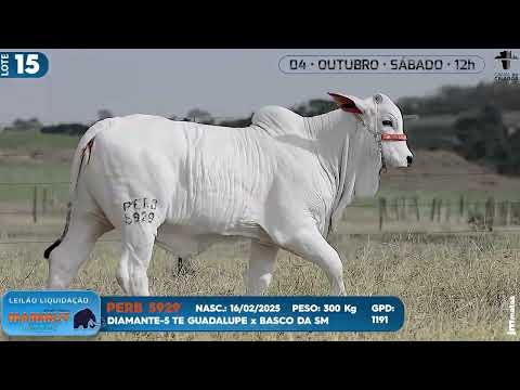 LOTE 15   PERB 5929
