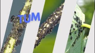 Racun Aphid Kacang Hitam