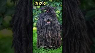 2023 Puli Dog and 5000 Bce Puli Dog || Ancient Creatures #shorts #shortvideo #youtubeshorts #viral