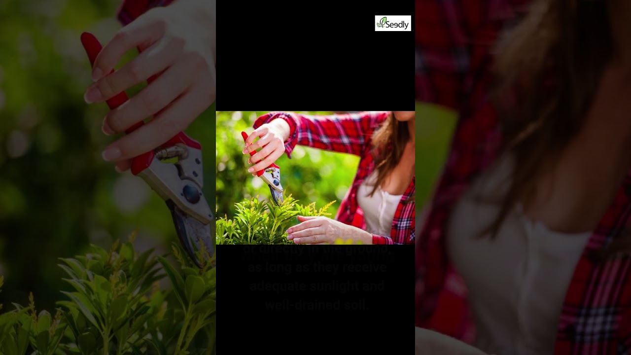 Five Essential Herbs to Include in Your Garden !!!