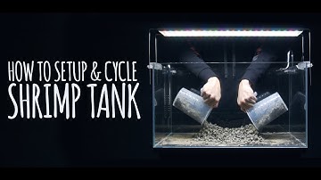 How To Setup & Cycle Shrimp Tank